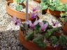 Cyclamen repandum - Wavy Cyclamen
