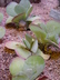 Kalanchoe thyrsiflora - Paddle Plant Desert Cabbage Flapjack Plant