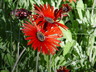 Arctotis 'Killerton Red' - African Daisy