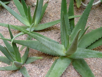 title image