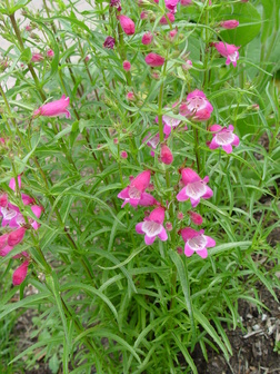 Penstemon x mexicali 'P008S' [sold as RED ROCKS (R)]