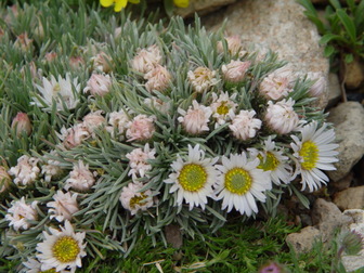title image