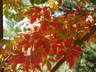 Acer griseum - Paperbark Maple Chinese Paperbark Maple