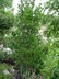 Aronia arbutifolia 'Brilliantissima' [sold as Brilliant] - Red Chokeberry