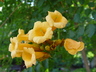 Campsis radicans 'Flava' - Yellow Trumpet Creeper Yellow Trumpet Vine