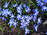 Scilla sardensis - Glory-Of-The-Snow Glory Of The Snow
