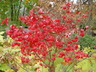 Euonymus alatus 'Compactus' - Dwarf Winged Euonymus Winged Spindle Tree