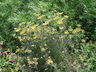 Foeniculum vulgare - Fennel
