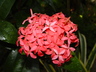 Ixora 'Nora Grant'