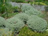 Santolina chamaecyparissus - Lavender Cotton Gray Santolina
