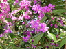 Tibouchina naudiniana - Cascading Princess Flower