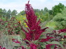 Amaranthus cruentus - Purple Amaranth Red Amaranth Bush Greens Red Shank