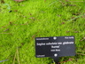 Sagina subulata 'Aurea' - Scottish Moss Irish Moss Pearlwort