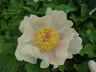 Paeonia mlokosewitschii - Mlokosewitch's Peony Molly The Witch