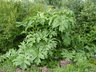 Heracleum lehmannianum - Cow Parsnip