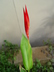 Heliconia psittacorum 'Lady Di' - Parrot's Flower Parakeet Flower