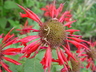 Monarda 'Gardenview Scarlet' - Bee Balm
