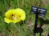 Calochortus luteus 'Golden Orb' - Yellow Mariposa Lily
