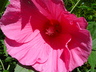Hibiscus moscheutos 'Pink Clouds' - Common Rose Mallow Swamp Rose Mallow
