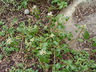 Pachysandra terminalis 'Green Sheen' - Japanese Pachysandra Japanese Spurge