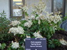 Pieris japonica 'Spring Snow' - Lily Of The Valley Bush Japanese Andromeda Japanese Pieris
