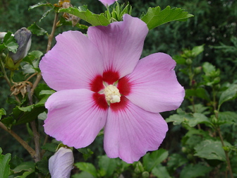 Hibiscus syriacus 'Minerva'