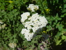 Achillea millefolium 'Utah' - Yarrow Milfoil Common Yarrow