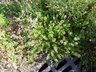 Clinopodium alpinum ssp. meridionale - Alpine Calamint