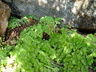 Adiantum venustum - Evergreen Maidenhair Fern Himalayan Maidenhair Fern
