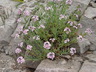 Aethionema schistosum - Fragrant Persian Stonecress