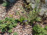 Anagallis monelli - Blue Pimpernel Flaxleaf Pimpernel