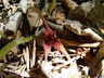 Asarum caudatum - Tailed Snakeroot British Columbia Wild Ginger