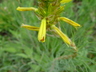 Asphodeline lutea - Yellow Asphodel King's Spear