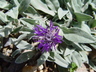 Centaurea stricta - Cornflower