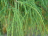 Chamaecyparis pisifera 'Filifera' - Sawara Falsecypress