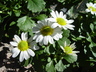Chrysanthemum weyrichii - Chrysanthemum