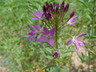 Cleome serrulata - Rocky Mountain Bee Plant Bee Plant