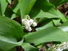 Convallaria majalis var. rosea - Lily-Of-The-Valley