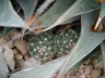 Coryphantha vivipara - Spinystar Beehive Cactus Pincushion Cactus