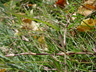 Cynodon transvaalensis - African Bermuda Grass Florida Grass African Dogtooth Grass