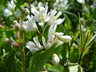 Deutzia gracilis 'Nikko' - Japanese Snowflower Slender Deutsia