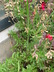 Dierama pulcherrimum - Fairy Wand Flower Angel's Fishing Rod