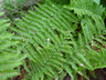 Dryopteris affinis ssp. borreri - Borrer's Scaly Male Fern Buckler Fern