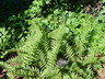 Dryopteris filix-mas 'Barnesii' - Barnes' Male Fern