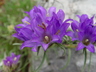 Edraianthus graminifolius - Grassy Bellflower