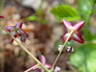 Epimedium alpinum - Alpine Barrenwort