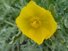 Glaucium flavum - Horned Poppy Yellow Horned Poppy
