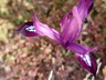 Iris 'Pauline' - Netted Iris