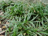 Ophiopogon japonicus var. minimus - Dwarf Lilyturf