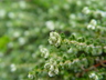 Paronychia kapela ssp. serpyllifolia - Silver Nailwort Thyme Leaved Nailwort